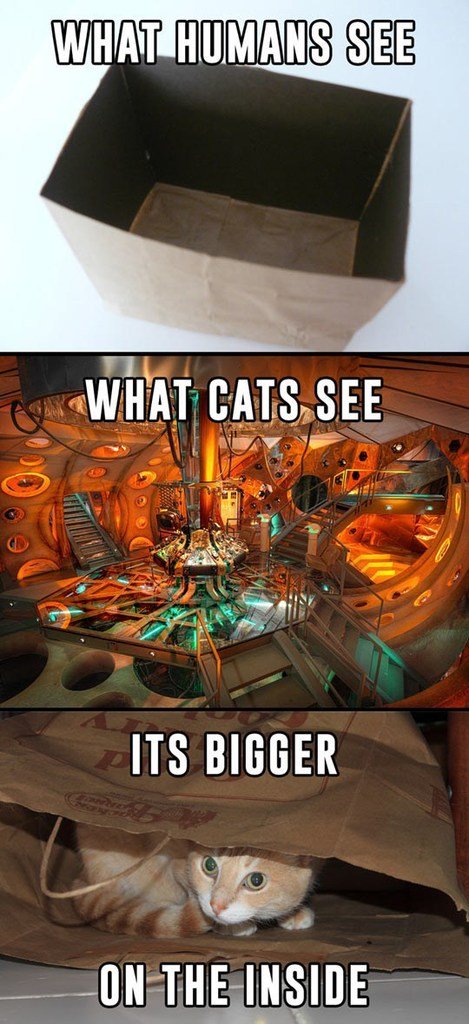 WHAT CATSSEE o N g S IR av T 47 ITS BIGGER
