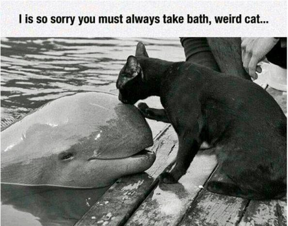is so sorry you must always take bath weird cat
