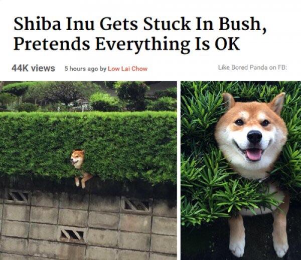 Shiba Inu Gets Stuck In Bush Pretends Everythlng Is OK 44K views 5 hour e 4