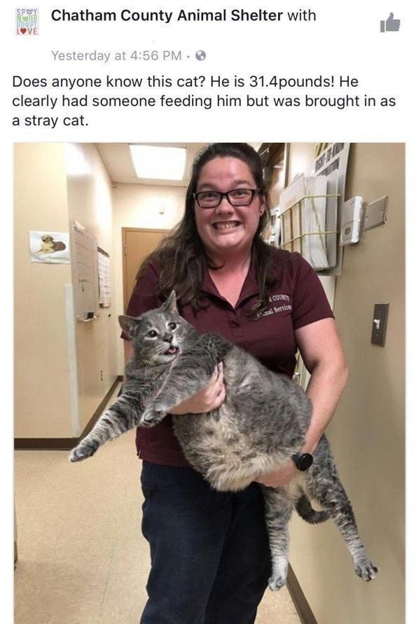 Chatham County Animal Shelter with Ik Yesterday a 5 PM Does anyone know this cat He is 314pounds He clearly had someone feeding him but was brought in as a stray cat j