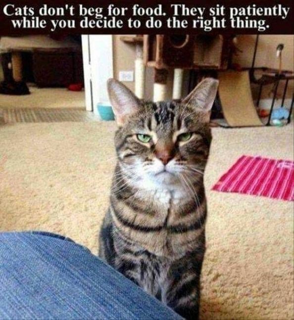 Cats dont beg for food They sit gatiently while you decide to do the right hing