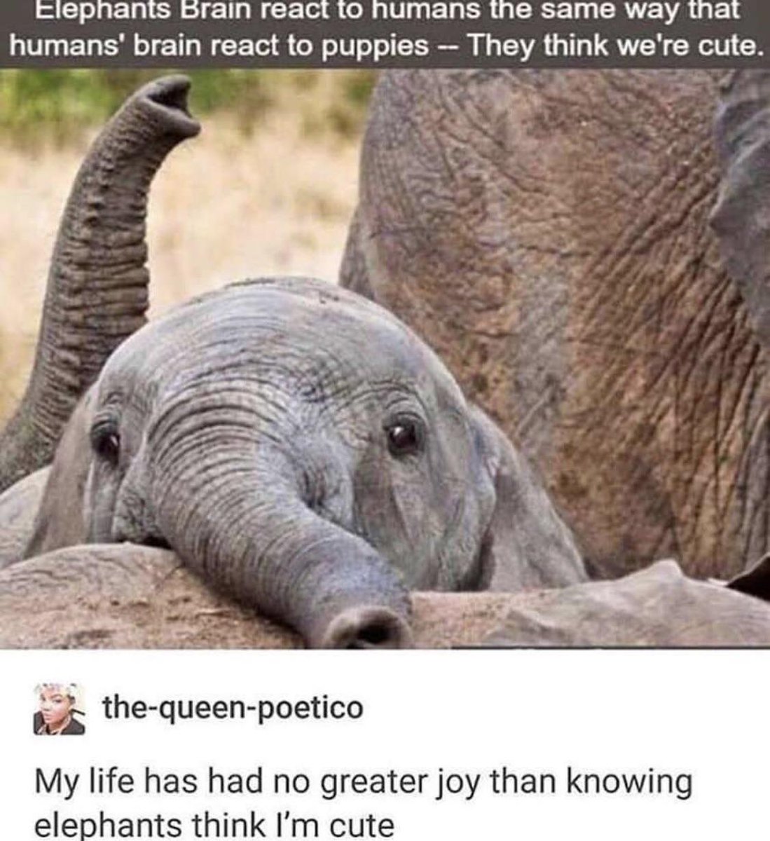 ciepnants prain react to numans the same way that humans brain react to puppies They think were cute the queen poetico My life has had no greater joy than knowing elephants think Im cute