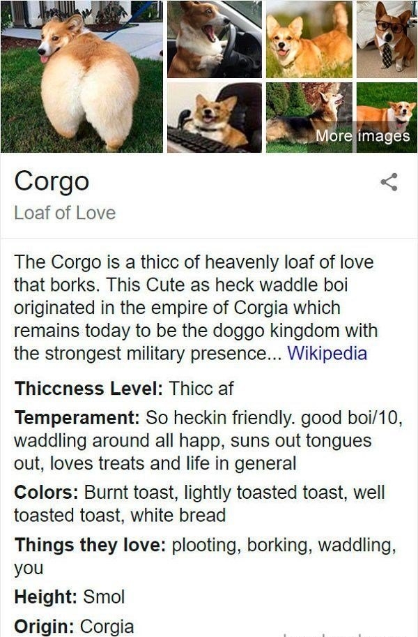 Corgo Loaf of Love The Corgo is a thicc of heavenly loaf of love that borks This Cute as heck waddle boi originated in the empire of Corgia which remains today to be the doggo kingdom with the strongest military presence Wikipedia Thiccness Level Thicc af Temperament So heckin friendly good boi10 waddling around all happ suns out tongues out loves treats and life in general Colors Burnt toast ligh