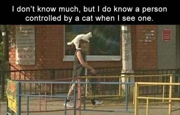 dont know much but do know a person controlled by a cat when see one