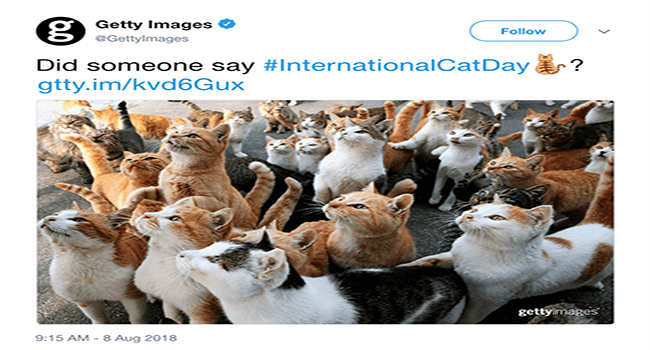 Getty Images Did someone say InternationalCatDay 2 gttyimkvd6Gux