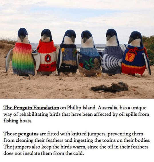 ion on Phillip Island Australia has a unique way of rehabilitating birds that have been affected by oil spills from fishing boats These penguins are fitted with knitted jumpers preventing them from cleaning their feathers and ingesting the toxins on their bodies The jumpers also keep the birds warm since the oil in their feathers does not insulate them from the cold