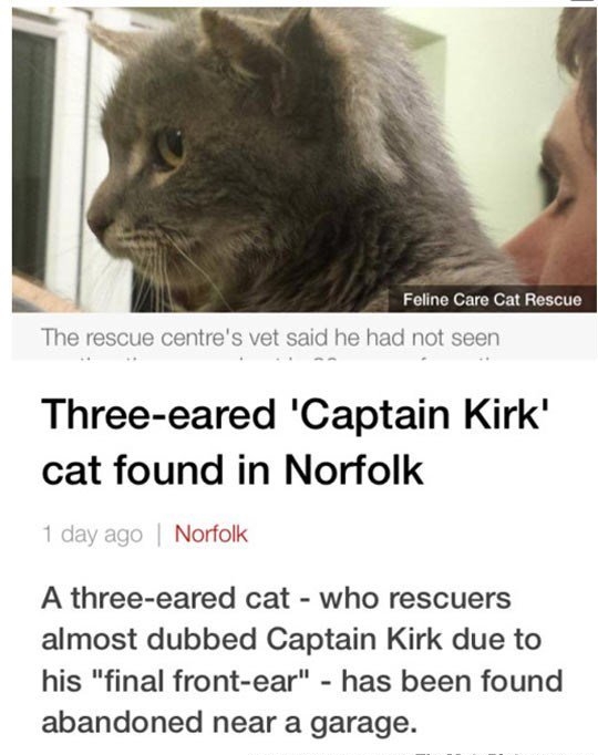 e Feline Care Cat Rescue The rescue centres vet said he had not seen Three eared Captain Kirk cat found in Norfolk Norfolk A three eared cat who rescuers almost dubbed Captain Kirk due to his final front ear has been found abandoned near a garage