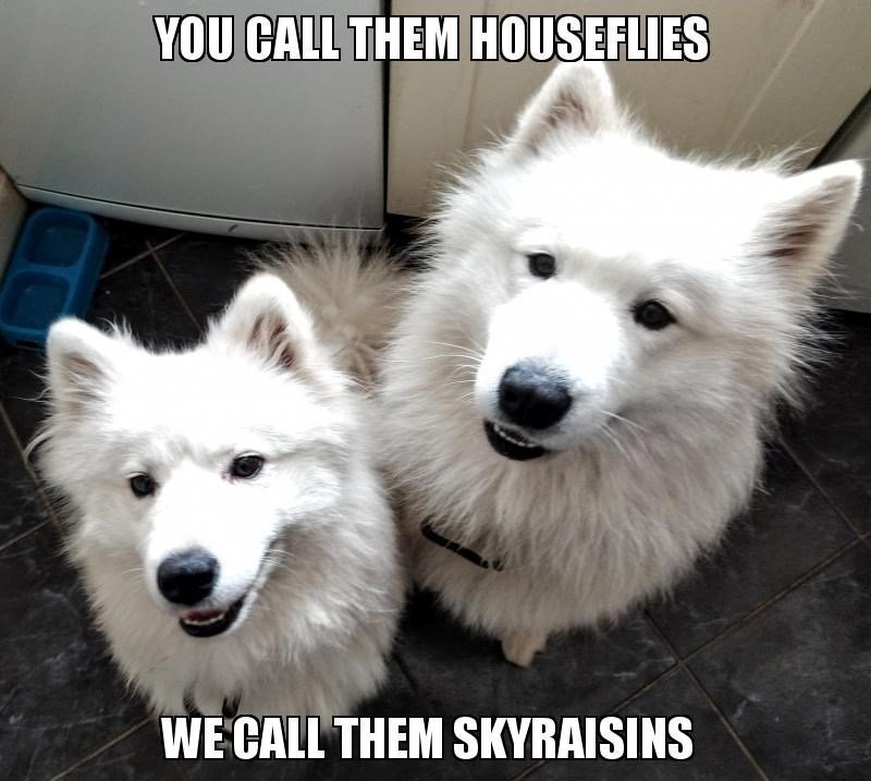 WECALL THEM SKYRAISINS