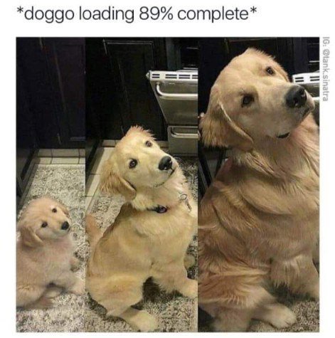 doggo loading 89 complete