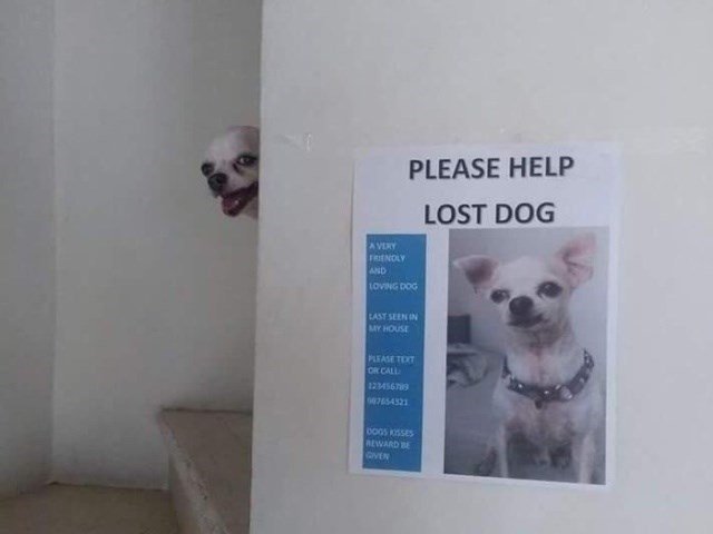 PLEASE HELP LOST DOG