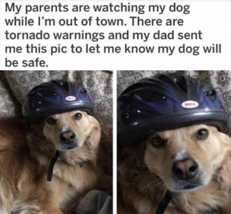 My parents are watching my dog while Im out of town There are tornado warnings and my dad sent me this pic to let me know my dog will be safe