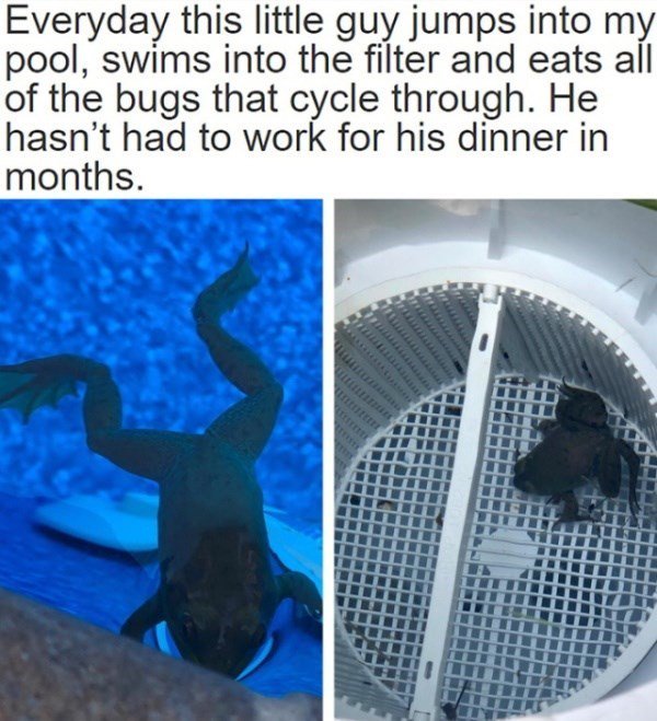 umm LW u swims into the filter and eats all of the bugs that cycle through He P E o L aQ 5 o E 2 M o c o 1N hasnt had to work for his dinner in pool months