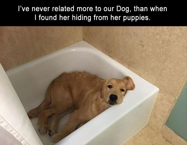 Ive never related more to our Dog than when found her hiding from her puppies