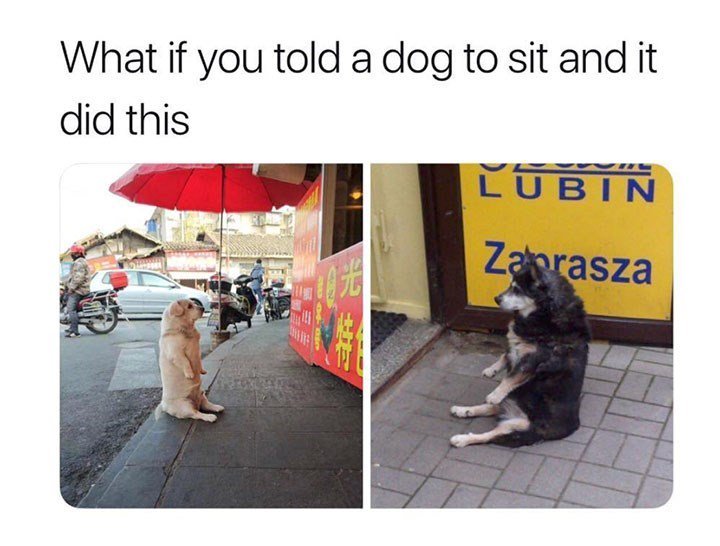 What if you told a dog to sit and it did ths