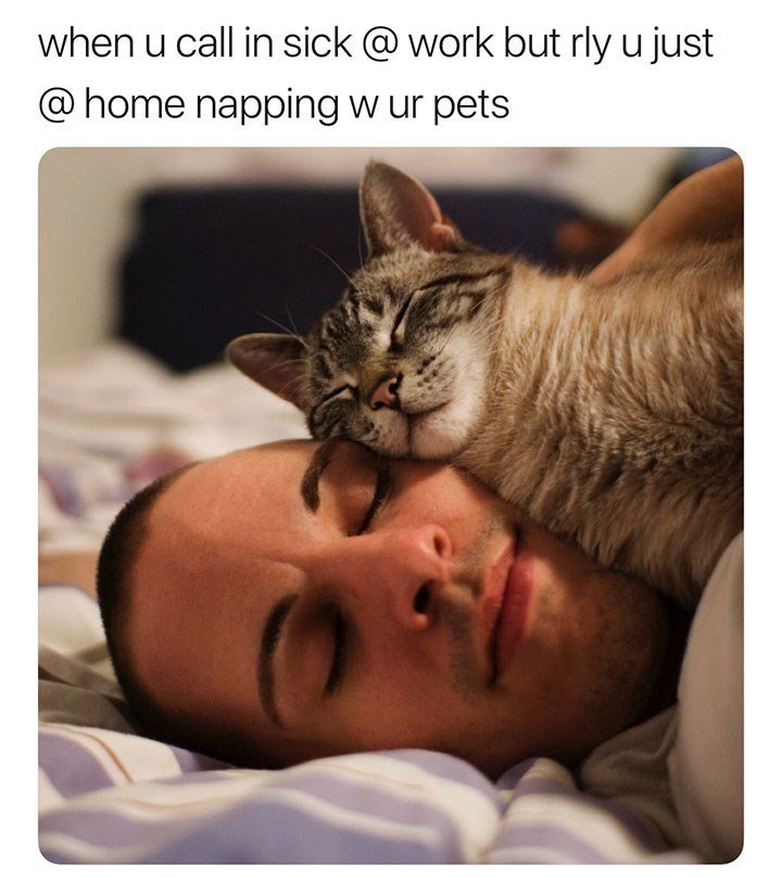 when u call in sick work but rly u just home napping w ur pets