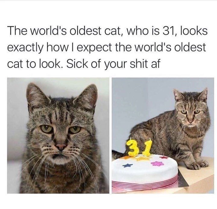 The worlds oldest cat who is 31 looks exactly how expect the worlds oldest cat to look Sick of your shit af