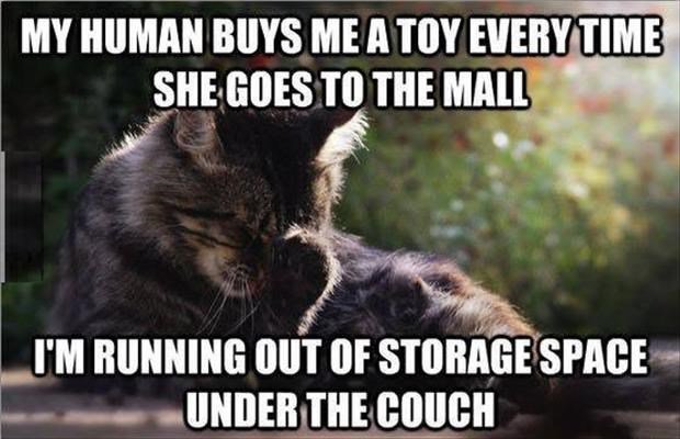 MY HUMAN BUYS ME A TOY EVERYTIME SHE GOES TO THE MALL _IM RUNNING OUT OF STORAGE SPACE e w UNDER THE COUCH