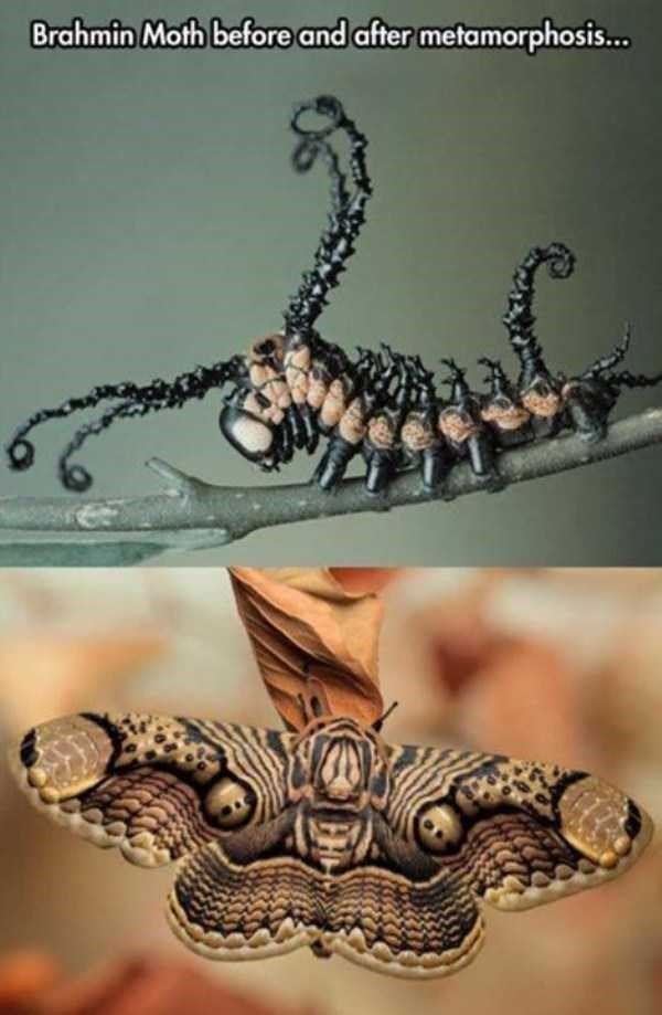 Brahmin Moth before and after morphosis