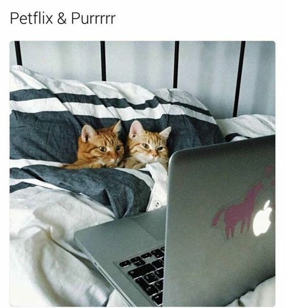 Petflix Purrrrr