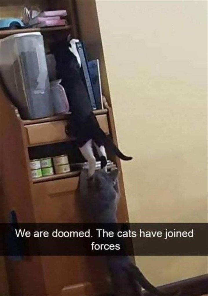 We are doomed The cats have joined efe