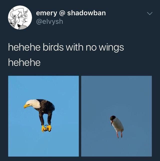 I ACET EL TV ET IS hehehe birds with no wings hehehe 2