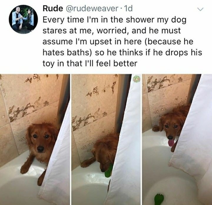 Rude rudeweaver 1d Every time Im in the shower my dog stares at me worried and he must assume Im upset in here because he hates baths so he thinks if he drops his toy in that Ill feel better L R