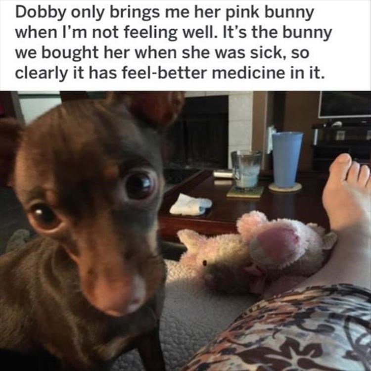 Dobby only brings me her pink bunny when Im not feeling well Its the bunny we bought her when she was sick so clearly it has feel better medicine in it