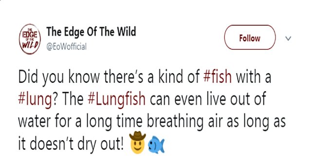 The Edge Of The Wild Y EoWofficial Did you know theres a kind of fish with a lung The Lungfish can even live out of water for a long time breathing air as long as it doesnt dry out