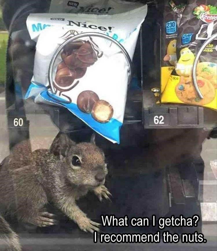 Jl RN E R R I recommend the nuts