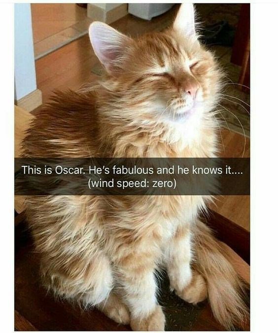 This is Oscar Hes fabulous and he knows it wind speed zero
