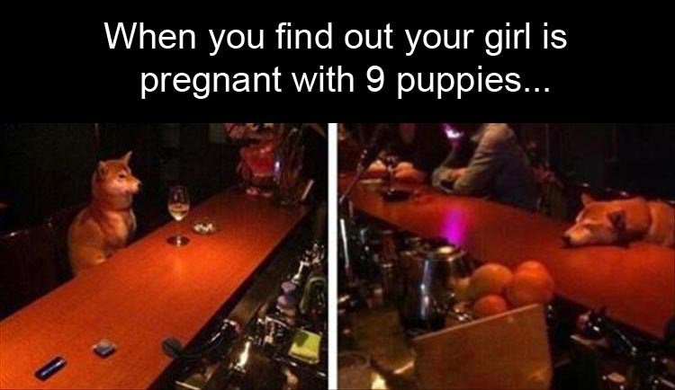 When you find out your girl is pregnant with 9 puppies p
