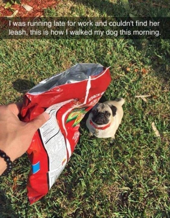 RUEER LT REIER ol work and couldnt find her Ieash thns is how walked my dog thls mornmg