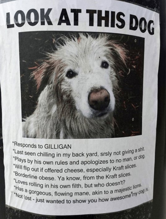 LOOK AT THIS pg N ht Last seen chilling in my back yard srsly not giind2 pvf by his own rules and apologizes to N0 ms Bovdyip out if offered cheese especially Kraftss chmne obese Ya know from the Kraft 539 2 Hag rolling in his own filth but who does lsm e ot 9orgeous flowing mane akin to maj e L 95t just wanted to show you how awes