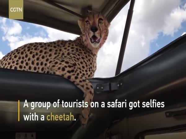 Agroupof tourists on a safari got selfies witha
