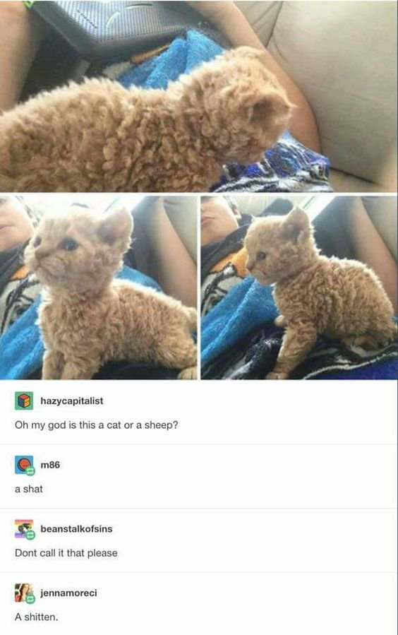 Oh my god is this a cat or a sheep s ashat beanstalkofsins Dont call it that please b Jennamoreci Ashitten