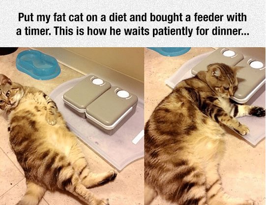 Put my fat cat on a diet and bought a feeder with a timer This is how he waits patiently for dinner