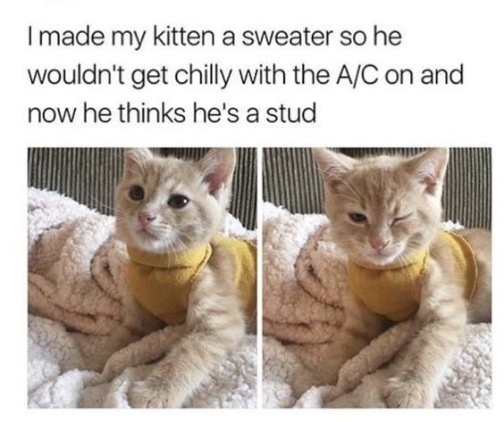 I made my kitten a sweater so he wouldnt get chilly with the AC on and now he thinks hes a stud