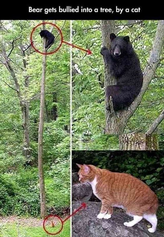 Bear gets bullied into a tree by a cat