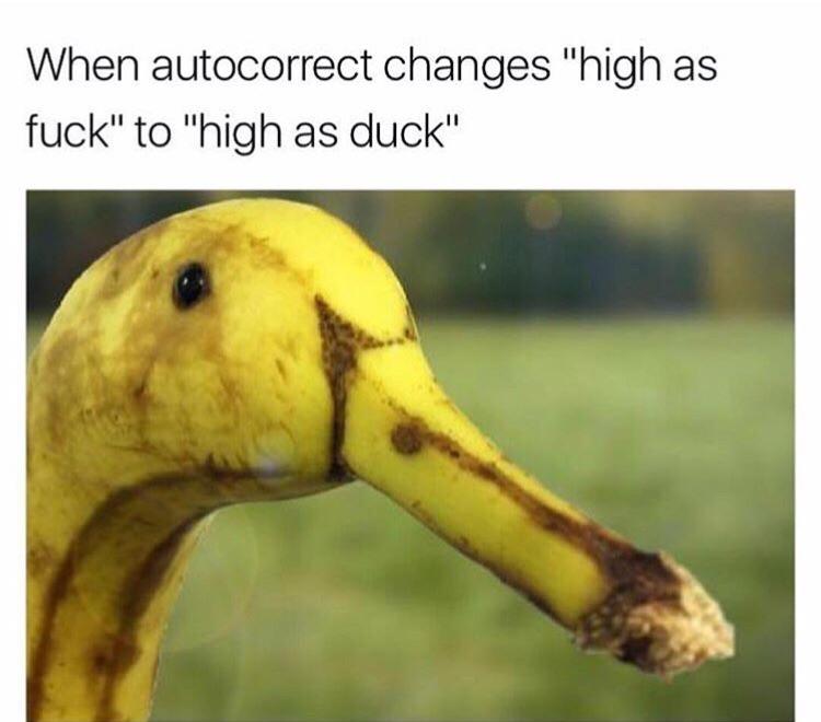When autocorrect changes high as fuck to high as duck