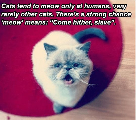 Cats tend to meow only at humans Very rely other cats Theres a strong chance