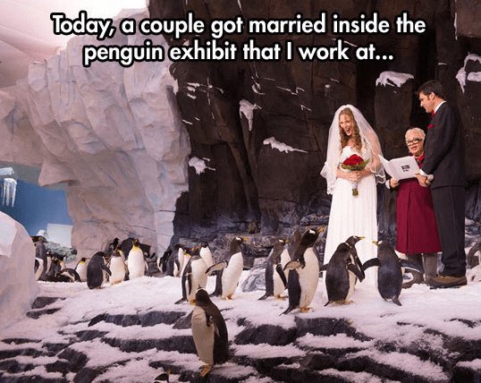 Tekpz coule go married inside the penguintexhibit that workat e G q L2