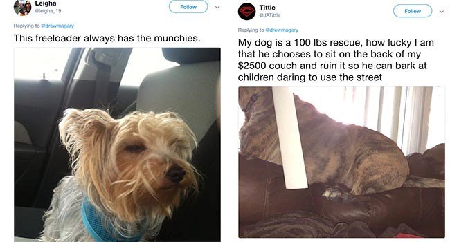 This freeloader always has the munchies 2 My dog is a 100 Ibs rescue how lucky am that he chooses to sit on the back of my 2500 couch and ruin it so he can bark at children daring to use the street