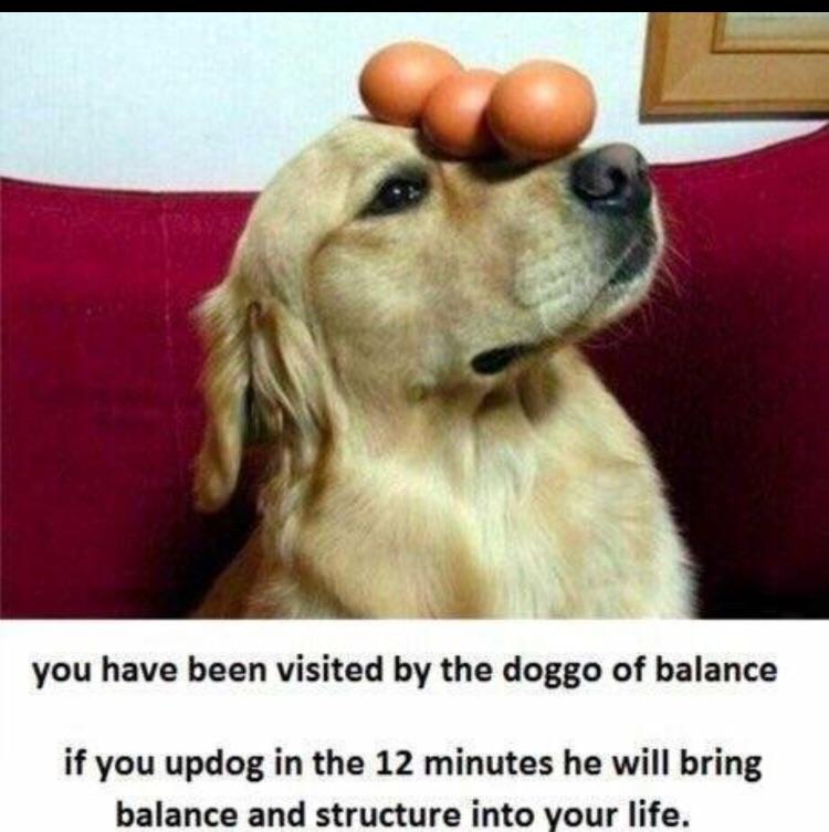 you have been visited by the doggo of balance if you updog in the 12 minutes he will bring balance and structure into your life