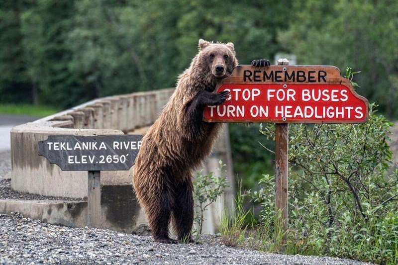 5TOP FOR BUSES TURN ON HEADLIGHTS