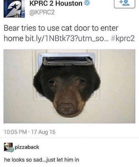 KPRC 2 Houston KPRC2 Bear tries to use cat door to enter home bitly1NBtk73utm_so kprc2 05 PM 17 Aug 15 pizzaback he looks so sadjust let him in