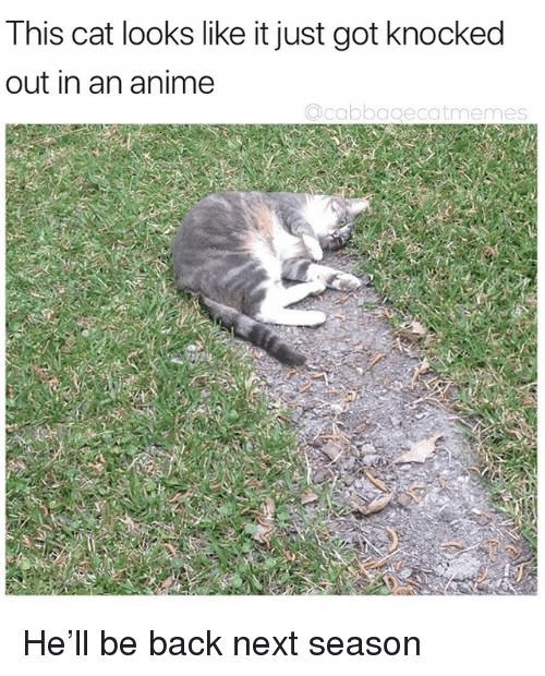 This cat looks like it just got knocked outin ananime Hell be back next season