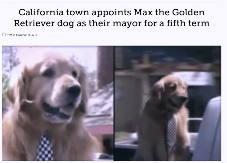 California town appoints Max the Golden Retriever dog as their mayor for a fifth term