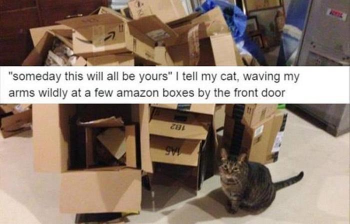 someday this will all be yours cat waving my arms wildly at a few amazon boxes by the front door