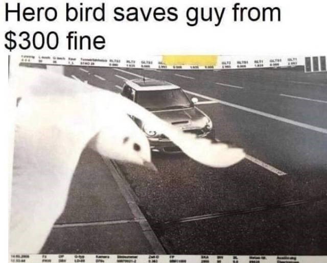 Hero bird saves guy from 300 fme