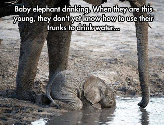 Buby elephant drinking Whenure 5 voung they dontlyetlknow howjtoluse Ihelr trunks toldrinkiwater